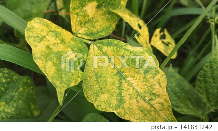 Diseased crop leaves showing yellowing, chlorosis and infection symptoms in a farm field Diseased crop leaves showing yellowing, chlorosis and infection symptoms in a farm field 141831242
