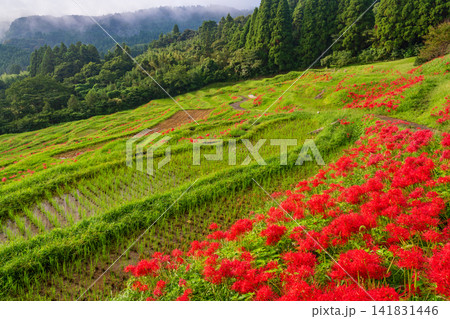【千葉県】ヒガンバナ咲く大山千枚田 【千葉県】ヒガンバナ咲く大山千枚田 141831446
