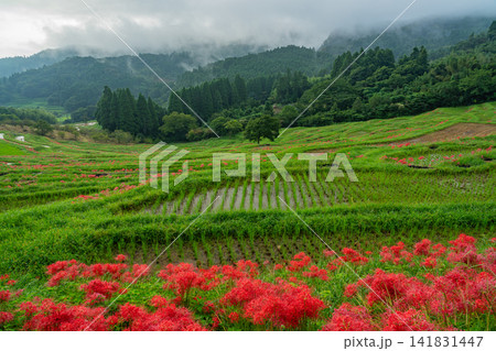 【千葉県】ヒガンバナ咲く大山千枚田 【千葉県】ヒガンバナ咲く大山千枚田 141831447