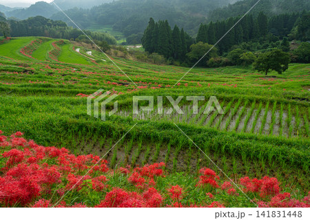 【千葉県】ヒガンバナ咲く大山千枚田 【千葉県】ヒガンバナ咲く大山千枚田 141831448