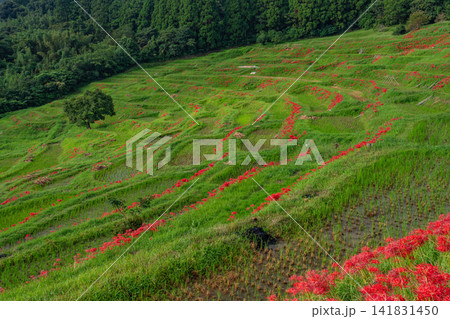 【千葉県】ヒガンバナ咲く大山千枚田 【千葉県】ヒガンバナ咲く大山千枚田 141831450