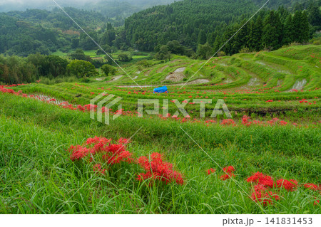 【千葉県】ヒガンバナ咲く大山千枚田 【千葉県】ヒガンバナ咲く大山千枚田 141831453