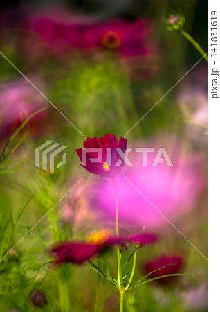 秋桜 秋桜 141831619