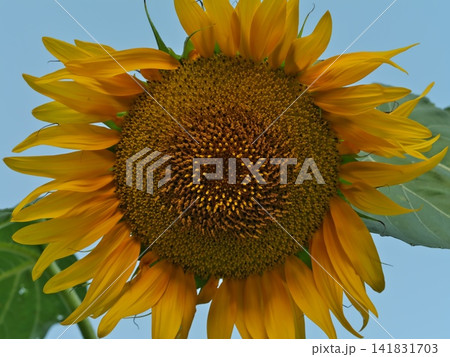 ヒマワリの花のクローズアップ ヒマワリの花のクローズアップ 141831703