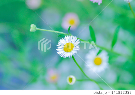daisy, Daisy Fleabane or Erigeron annuus or Erigeron karvinskianus or Latin American fleabane or Mexican Fleabane or common daisy or white flower 141832355
