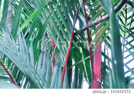 Cyrtostachys renda Blume, Cyrtostachys renda palm or  Cyrtostachys Renda Red Wax or Lipstick Palm or Maharajah Palm or ARECACEAE or red plant 141832372