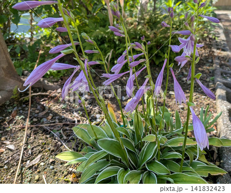 木陰に咲く紫色のギボウシの花 141832423