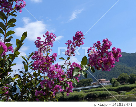 青空と山を背景に咲く夏のサルスベリ 141832471