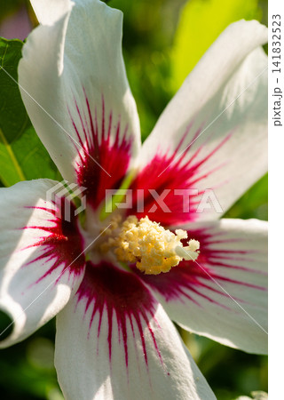 Vertical macro shot of a white hibiscus blossom with bright red core 141832523