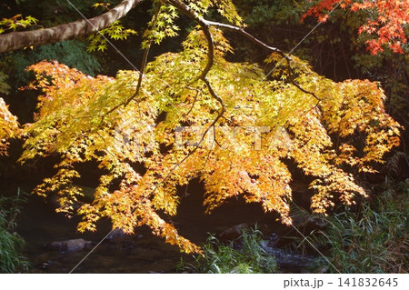 黄色に紅葉したモミジ 141832645