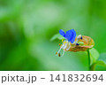 一輪の露草 141832694