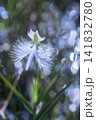 サギソウ 141832780
