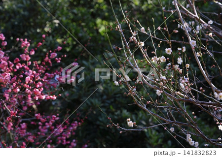 春を告げる梅の花 春を告げる梅の花 141832823