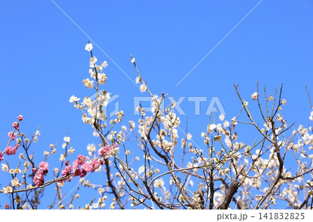 春を告げる梅の花 141832825
