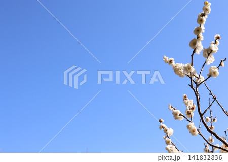 春を告げる梅の花 春を告げる梅の花 141832836