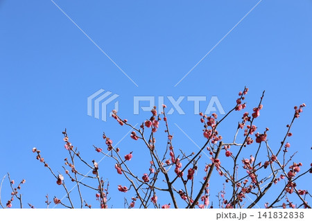 春を告げる梅の花 春を告げる梅の花 141832838