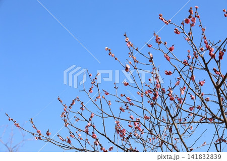 春を告げる梅の花 春を告げる梅の花 141832839