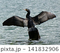 羽を広げるカワウ 141832906