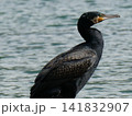 カワウ 141832907