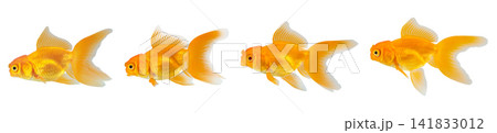 Oranda goldfish set isolated on white background close up Oranda goldfish set isolated on white background close up 141833012
