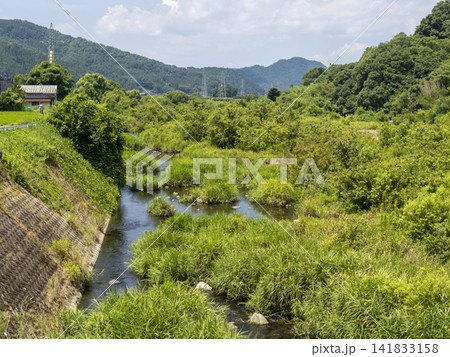 鮮やかな新緑が広がる八頭町の八東川 鮮やかな新緑が広がる八頭町の八東川 141833158