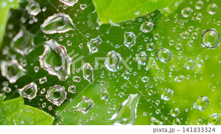 Rain water drops on spider web Rain water drops on spider web 141833324
