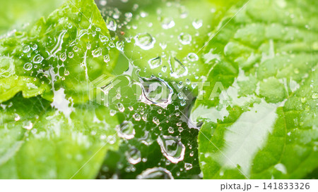 Rain water drops on spider web Rain water drops on spider web 141833326