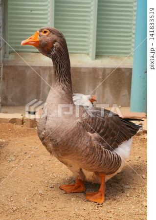 砂地に立つガチョウの横姿 砂地に立つガチョウの横姿 141833519