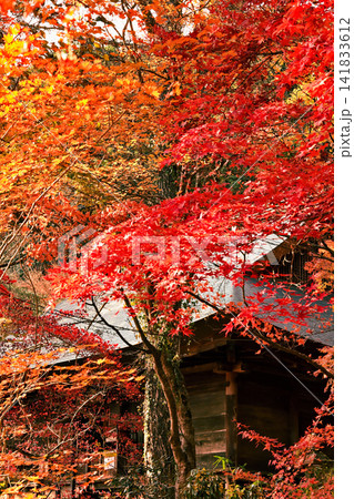 紅葉が美しい晩秋の風景 141833612