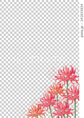 Watercolor painting of red spider lilies (vertical background material) Watercolor painting of red spider lilies (vertical background material) 141833834