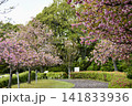 満開の八重桜が咲いた公園 141833936
