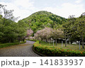 公園のつつじと桜 141833937