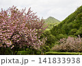 山に咲く 141833938
