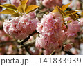 八重桜のある風景 141833939