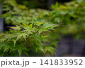 緑のモミジの葉とぼけた背景 141833952
