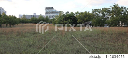 雑草暑さで枯れた西神中央公園 雑草暑さで枯れた西神中央公園 141834053