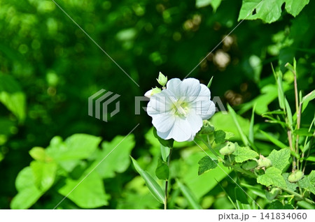 むくげの白い花一輪 むくげの白い花一輪 141834060