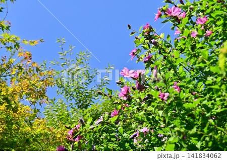 青空をバックに咲き誇るむくげの花 141834062