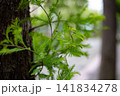 木の幹から伸びる鮮やかな新緑 141834278