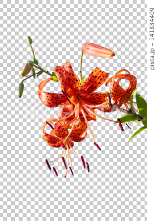 摳圖素材:花朵(透明背景 PNG)- 虎百合 2 摳圖素材:花朵(透明背景 PNG)- 虎百合 2 141834409