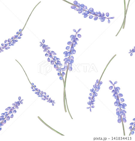 Watercolor seamless pattern of blue grape hyacinth flower on isolated background. Muscari repeating hand drawn illustration. Floral spring ornate for romantic garden design, greeting card, wallpaper. Watercolor seamless pattern of blue grape hyacinth flower on isolated background. Muscari repeating hand drawn illustration. Floral spring ornate for romantic garden design, greeting card, wallpaper. 141834413