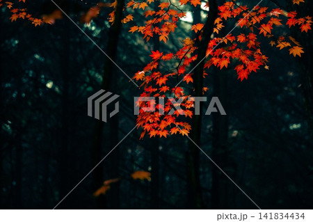 暗い森に浮かび上がる紅葉した赤いもみじ 暗い森に浮かび上がる紅葉した赤いもみじ 141834434