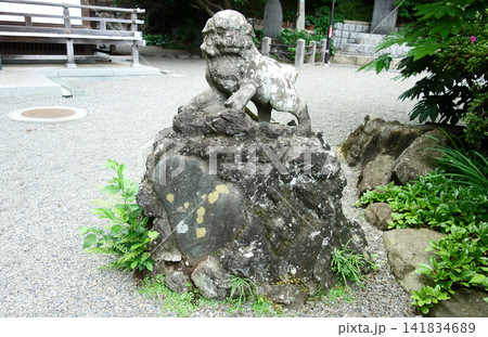 貫井神社の狛犬(東京都小金井市) 貫井神社の狛犬(東京都小金井市) 141834689