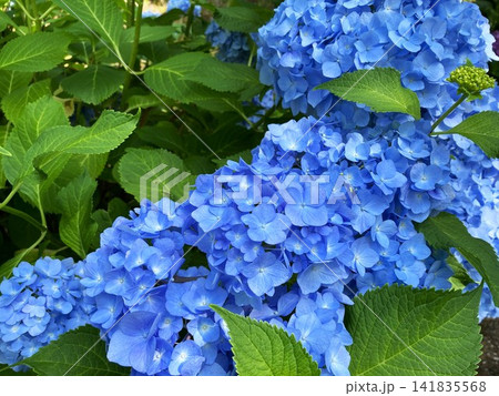 満開の青い紫陽花 満開の青い紫陽花 141835568