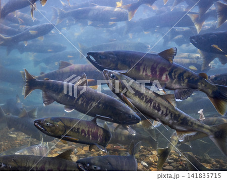 サケ 遡上 千歳川(サケのふるさと 千歳水族館) サケ 遡上 千歳川(サケのふるさと 千歳水族館) 141835715