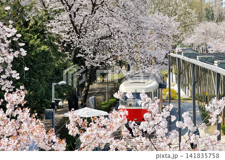 Top view of retro red train through cherry blossom, Seoul 141835758