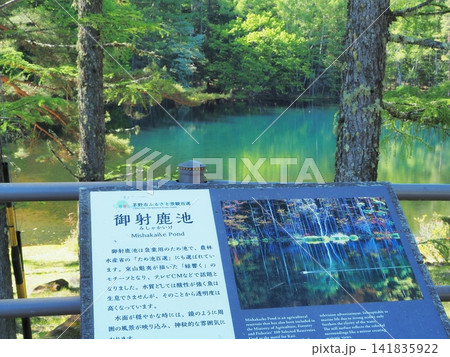 長野県 新緑の御射鹿池の案内板 5月 長野県 新緑の御射鹿池の案内板 5月 141835922