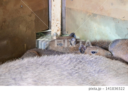 カピバラの赤ちゃん カピバラの赤ちゃん 141836322