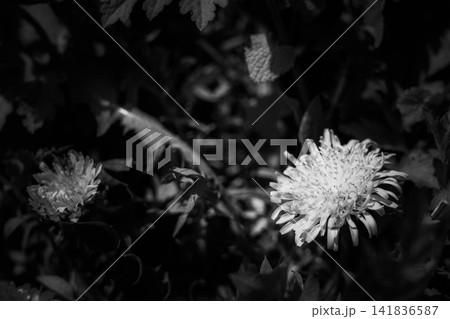 蒲公英の花～モノクローム～ 141836587