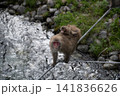 綱渡りするニホンザルの親子　北アルプス・上高地 141836626